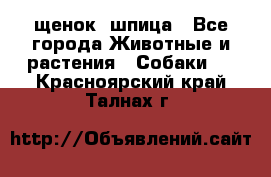 щенок  шпица - Все города Животные и растения » Собаки   . Красноярский край,Талнах г.